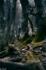 moss covered rocks