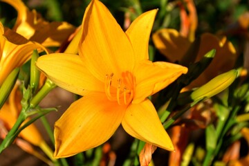 Obraz premium Yellow beautiful flower in a garden