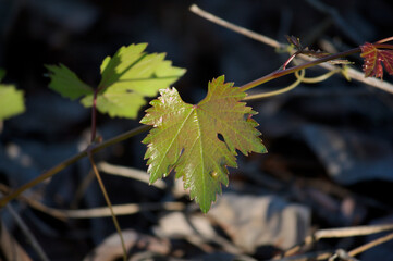 Closeup of a vine branch with some leaf
