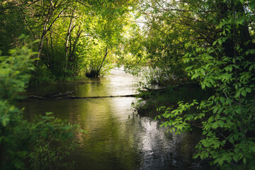 River in the forest. - 422649046