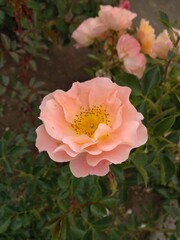 Obraz premium Flor en día soleado.