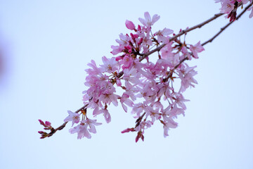 枝垂れ桜が開花した。ソモイヨシノのまた違った魅力。小ぶりで小さい花びらと細い枝が風にゆれる