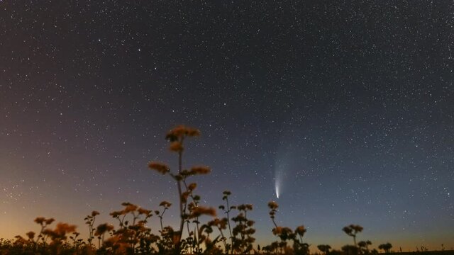 Comet Neowise C 2020 F3 In Night Starry Sky Above Flowering Buckwheat. Night Stars In July Month. Comet At A Distance Of 104 Million Kilometres. 4K Timelapse Hyperlapse Hyper lapse, motion