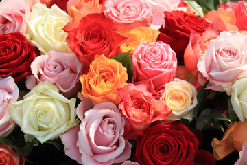 Colorful wedding roses