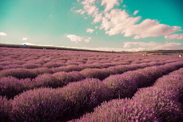 Fototapeta na wymiar lavender field 