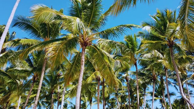 Tropical beach background. Palm trees over the clear blue sky. Dominican republic. High quality 4k footage