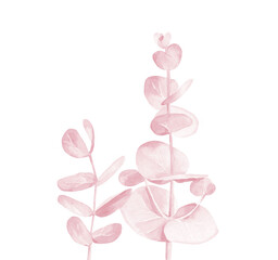 Watercolor Pink leaves. Watercolour Eucalyptus branches isolated on white background.