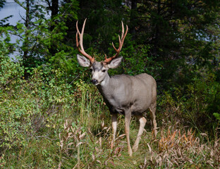 Trophy mule deer buck, 10 point, in natural outdoor setting. Wildlife scene of majestic mature buck with large rack. Hunting for big game deer with antlers.