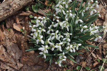 Sprouting White Snow Drops in Woodland Setting
