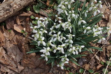 Fototapeta premium Sprouting White Snow Drops in Woodland Setting