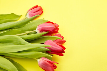 Red tulips on yellow background. Fresh spring flowers