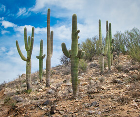 Saguaro Cactus in Tucson Arizona Desert