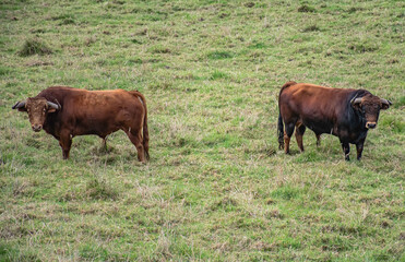 toros Bravos en la Dehesa