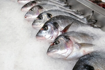 Sea bream fish, dorado fish