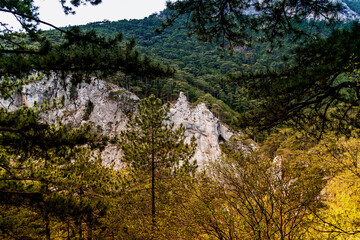landscape forest with rocks and pine trees