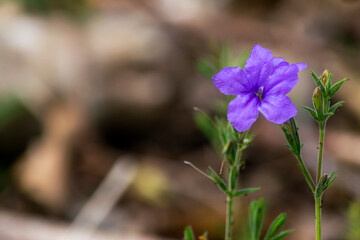 Pequeña flor morada