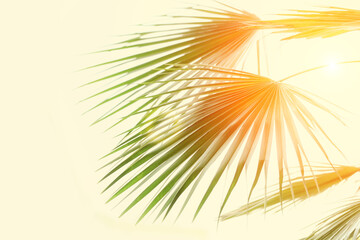 Blurred summer background. Palm leaves in the sun.