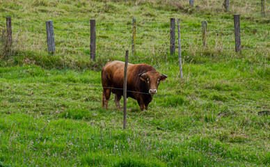 toro de lidia en el cercado color melocoton