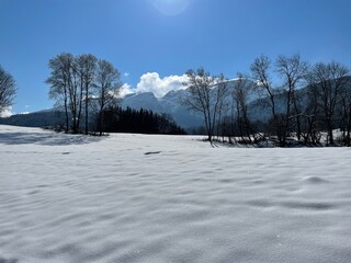 snow covered trees