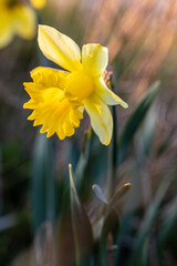 Fototapeta premium Jonquille - fleur jaune au début de printemps au coucher de soleil