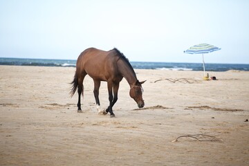 Fototapeta na wymiar horse on the beach