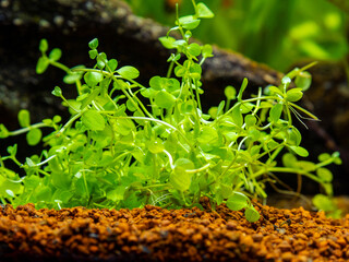 close up of a micranthemum monte carlo on a fish tank with blurred background - aquarium carpet...