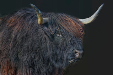 schwarze Kuh der schottischen Hochlandrinder
