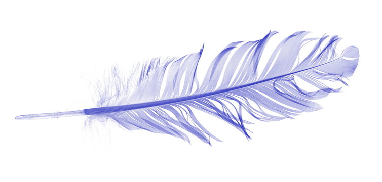 Blue feather, quill isolated on white background with clipping path