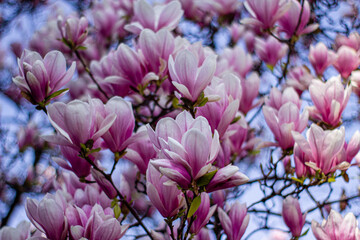 Obraz premium pink magnolia 