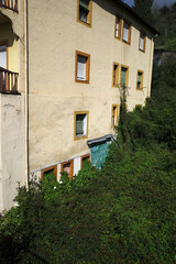 Vegetation in an abandoned house