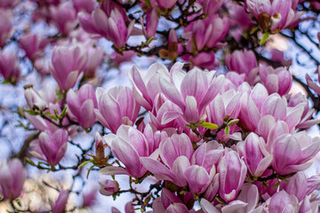 Obraz premium pink magnolia 