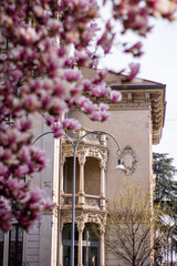 old town italian pink magnolia