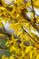 forsythia is yellow spring flower in the garden - 422656094