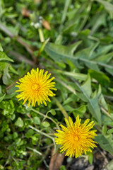 beautiful spring dandelion flower on a green background - 422656279