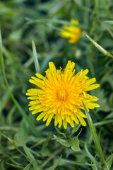 beautiful spring dandelion flower on a green background - 422656463