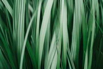 Green grass texture. Nature background. Natural ecological wallpaper. Macro. Greening and ecologization, awareness environmental