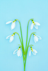 minimalistic composition of snowdrops on a blue paper background with copy space