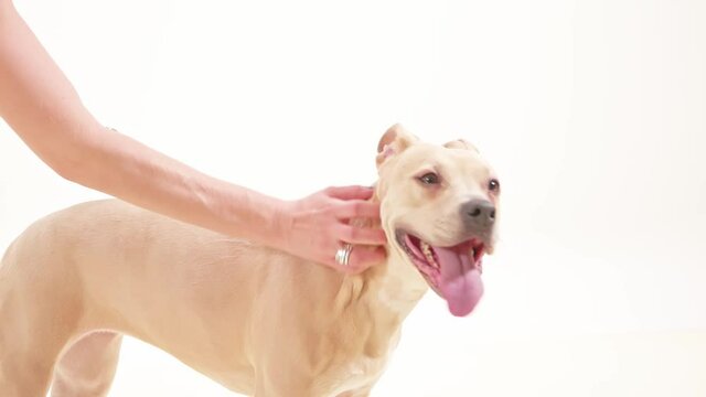 Petting Dog American Staffordshire Terrier White Background