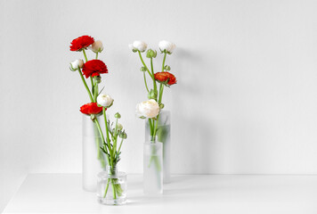 Ranunculus asiaticus in minimalist glass vase on white background. Spring flower arrangements. Authentic photo. Mood board