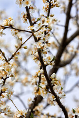 Flowers on branch of Prunus cerasifera in the garden - 422656848