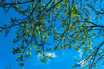 Tree branches and blue sky, green leaves landscape. Tree scientific name is Erythrina poeppigiana. Nature background.