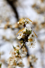 Flowers on branch of Prunus cerasifera in the garden - 422657016