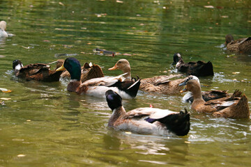 group of ducks are swimming in a pond.