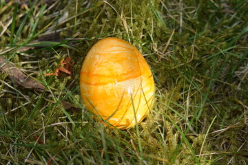 Yellow colored easteregg in the mossy grass