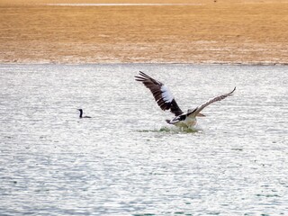  Pelican Splash Down