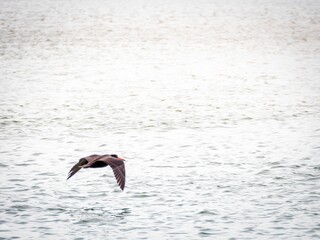 Sooty Oystercatcher Aloft