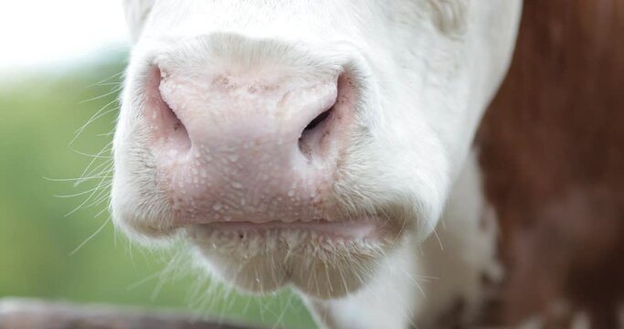 Close up of Simmental cow ruminating on farmland
