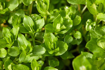 spring wild young buds on the meadow - 422657664