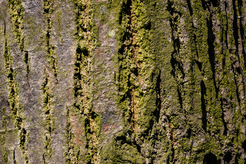 Bark