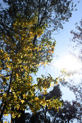 autumn in the park